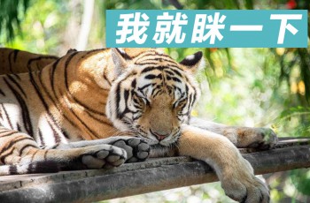东风本田